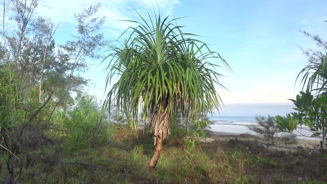 Beaches and the forest coast of the South China Sea. Pandanus odorifer coppice on the shore. Borneo island
