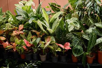 A Vibrant and Stunning Collection of Indoor Plants, Elegantly Displayed in Pots for You