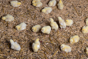 small chickens in yellow fluff at a poultry farm for growing meat breeds of poultry, yellow small chickens covered with yellow fluff on sawdust in a poultry farm building
