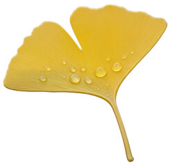 은행나무, 은행잎 