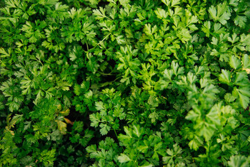 Green parsley leaves close-up. Natural background and texture.