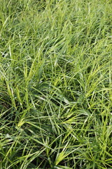 Carex muskingumensis is a species of sedge known by the common name Muskingum sedge. Natural green background