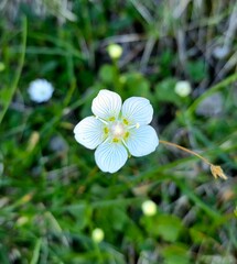 white flowers in the garden