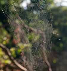 spider web in the morning
