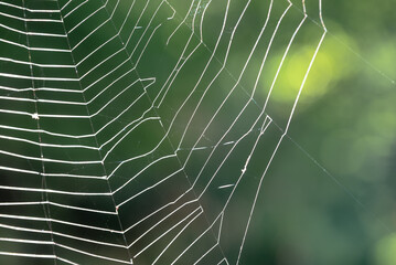spider web with dew drops