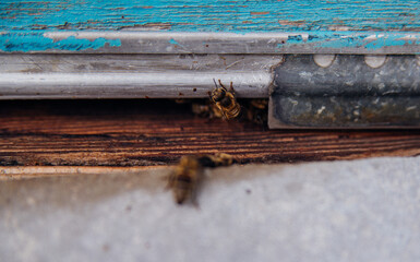 Many bees return to the hive and enter the hive with the collected flower nectar and flower pollen. Healthy organic farm honey. The wooden beehive is blue.