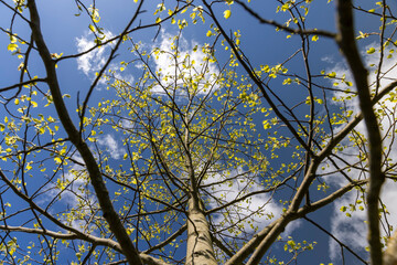 the first foliage of a tulip tree against the sky, new foliage on trees in the spring season, sunny weather in the forest with new foliage on deciduous trees