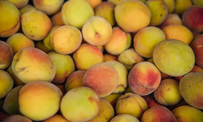 Ripe little peaches, autumn harvest. An orchard.