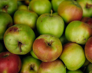Ripe green apples, harvested in autumn. An orchard.