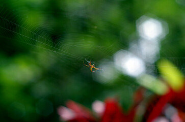 Spider on a web in nature, blurred background from leaves.	

