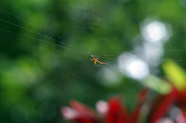 Spider on a web in nature, blurred background from leaves.