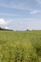 monocultural agricultural field with rapeseed pods on a warm summer day in cloudy weather, beautiful thin unripe rapeseed pods used for food and fuel production