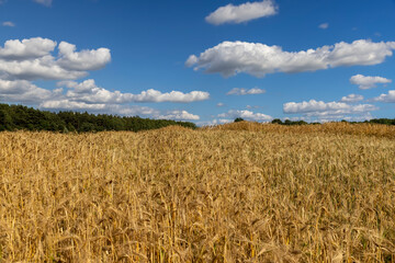 a field with cereals in eastern Europe before harvesting for food production, cereals in bright sunlight