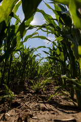 growing green corn in the middle of summer in sunny weather, tall green corn in a monoculture field in the summer