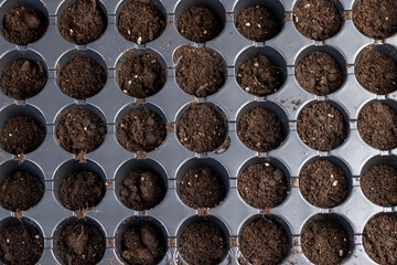 a plastic container filled with soil for growing seedlings, a black plastic tray for growing a large number of seedlings of agricultural or other plants filled with soil