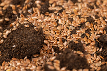 the details of the brown fertile soil with flax seeds to obtain a new crop, small brown flax seeds scattered on brown soil in the field to harvest flax for industrial use