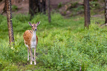 one deer in the zoo in a large open enclosure on the green grass, a lone spotted deer in a large open area among the grass and trees