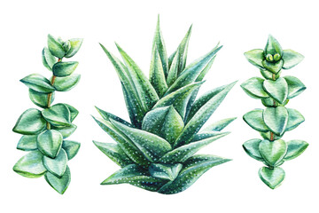 Watercolor aloe vera and succulents set botanical illustration with green plants, fresh leaves natural clipart for eco design