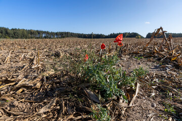A red poppy against the blue sky in the autumn season, a beautiful red poppy flower in the field after the corn harvest