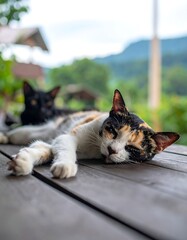Two cats resting outdoors