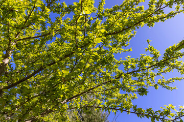 Fototapeta premium fresh green almond foliage in the spring season, new almond tree foliage in sunny weather against the blue sky