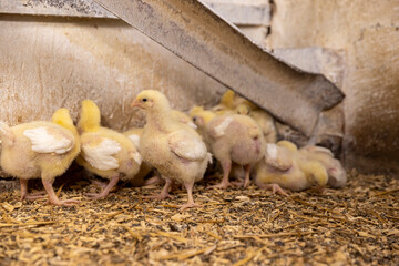 young broiler chickens at a large poultry farm, young chicken chickens on sawdust flooring © rsooll