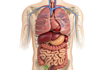 3d render of human digestive system illustration