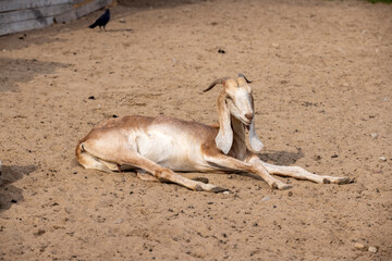 one goat with yellow fur in an outdoor zoo lies on the ground while resting, an adult goat with long ears hanging down and short horns while resting