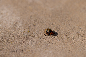 A Colorado potato beetle crawling along a concrete road in the summer of the year in sunny weather, a lone Colorado potato beetle crawls along the road