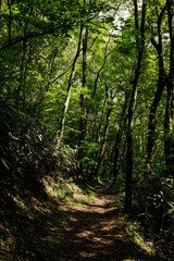 四国カルスト 天狗高原セラピーロード