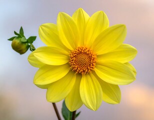 Vibrant yellow flower with a bud
