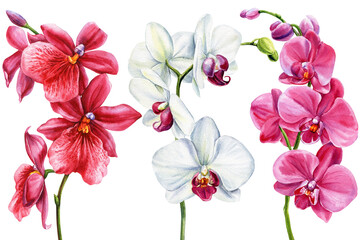 orchid flowers set watercolor painting tropical floral botanical artwork exotic elegant blooms isolated illustration decor