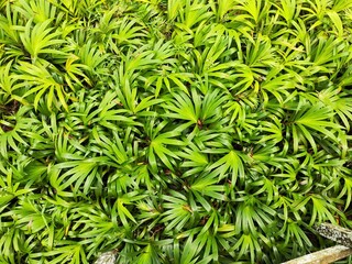 top-down view of a vibrant green Rhapis excelsa (Lady Palm) bush, showcasing a natural, lush texture and pattern of its slender leaves, ideal for backgrounds.