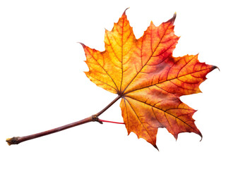 Fototapeta premium autumn leaf on black branch twig isolated on white background ,PNG. AI Generated