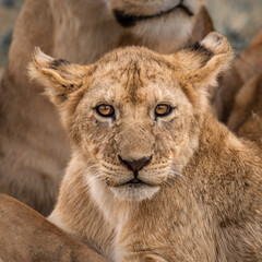 Close up of a lion cub, looking directly at the camera, it's golden eyes piercing the viewer