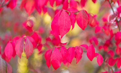 Fototapeta premium Autumn tree branch. Nature in fall season. Autumnal red leaves. Seasonal red leaves on tree. Natural autumn leaves. Autumn beauty of nature. Fall season nature. Fall leaves on tree