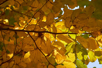 Golden autumn leaves and branches
