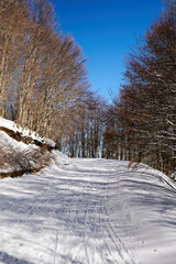 Vertical shot of a snowy mountain road with bare trees on both s
