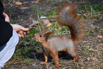 A child feeding a squirrel
