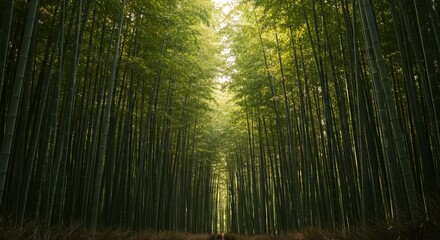 Serene bamboo forest with sunlit clearing offers peaceful natural inspiration