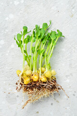 Micro green sprouts of green peas. Green natural background texture. Vitamins Amino Acids Benefits Of Organic Superfood. Macro photo. On a gray background.