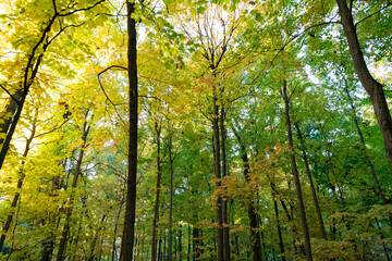 Obraz premium Autumnal season in park. Seasonal leaves and tree. Natural autumn. Autumn beauty of nature. Fall season. Nature in forest. Fall leaves in park. Autumn forest. Nature in fall season. Falling leaves