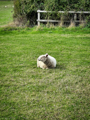 Sheep in a UK field