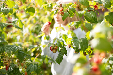 a girl picks and eats raspberries from a bush