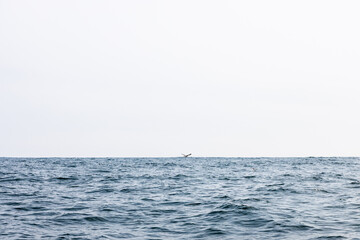 Obraz premium Pacific ocean in Avacha bay on spring day