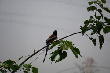 Rufous treepie perched on leafy branch against blank sky