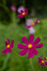 Obraz premium Close-up of Dark Pink Cosmos Flower with Soft Background