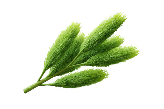 Detailed close-up of lush green lycopodium moss on black background, cut out