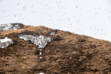 many seabirds fly over top of island in Avacha bay