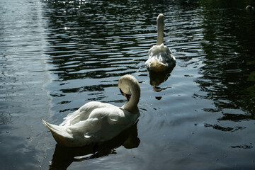 schwan see teich tier